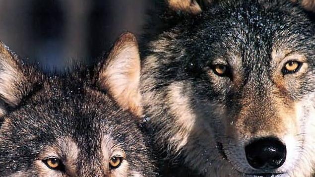 Una coppia di lupi