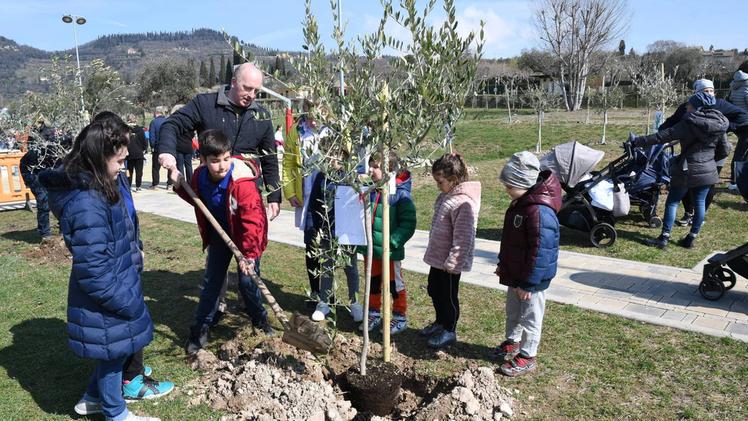 La Festa dell’Albero: gli alunni della scuola primaria di Bardolino piantano gli olivi  FOTO PECORA
