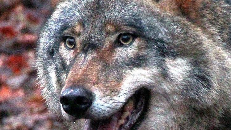 Un lupo, il predatore tornato a ripopolare la Lessinia 