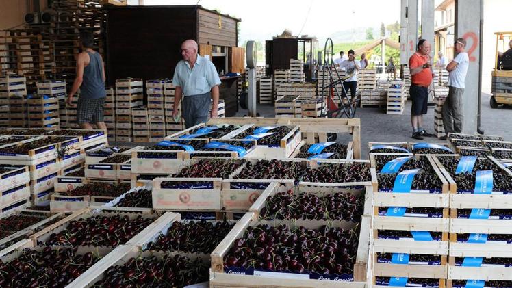 Mercato cerasicolo: la Valdalpone è una delle migliori zone di produzione delle ciliegie 