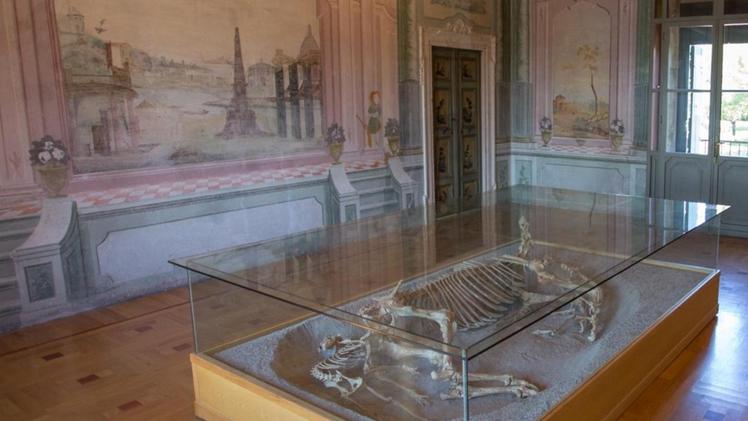La sala di Villa Balladoro con gli scheletri del cavallo e dei levrieri