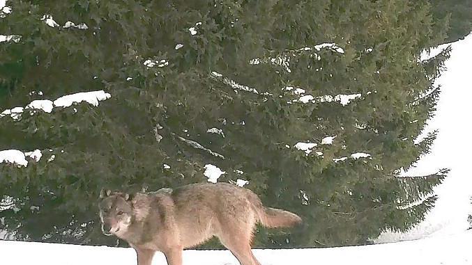 Un lupo fotografato in marzo in Lessinia da Francesco Romito