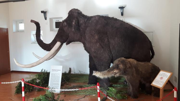 Mammut al museo di Cisano (Madinelli)