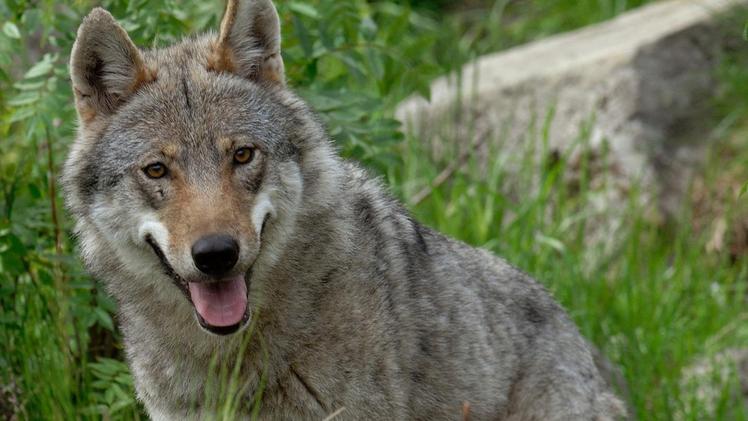 Un lupo: le predazioni nei primi sei mesi di quest’anno, nel Veronese, sono state tredici