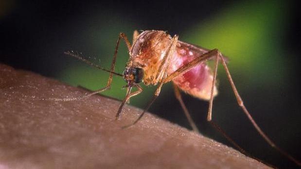 Il virus della febbre del Nilo è veicolato da una particolare zanzara. Sono rari e i casi gravi