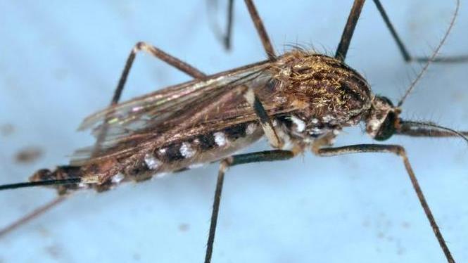 La zanzara che ha trasmesso il virus del Nilo Occidentale