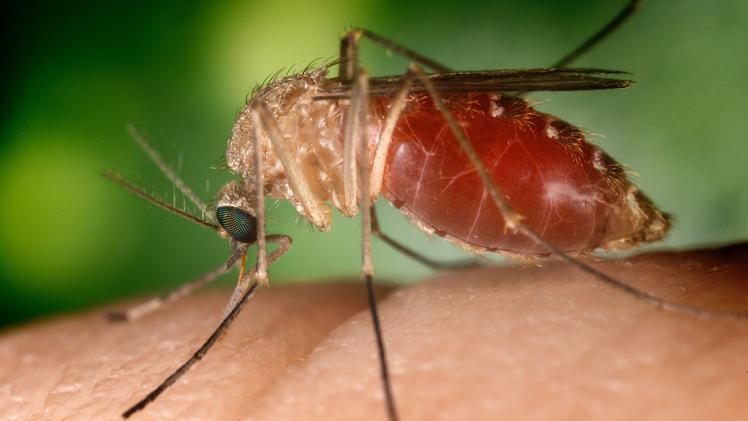 La zanzara Culex diffonde il virus West Nile