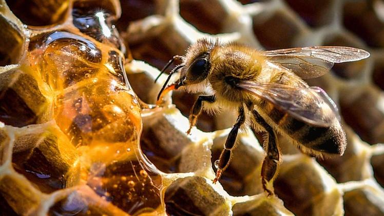 Una buona stagione per le api e i prodotti dell’alveare