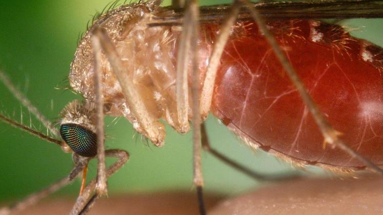 Zanzara «Culex» responsabile del virus West Nile