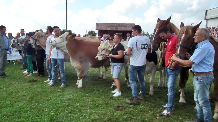 la fiera del bestiame a Erbezzo  FOTOSERVIZIO AMATOEsposizione dei capi bovini e dei cavalli