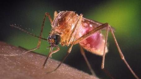 Disinfestazione contro le zanzare che veicolano il virus dell’influenza West NileLa zanzara di tipo Culex che trasmette l’influenza del Nilo