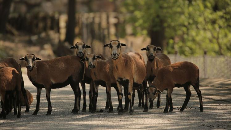 Il gregge di pecore del Camerun al Parco Natura Viva