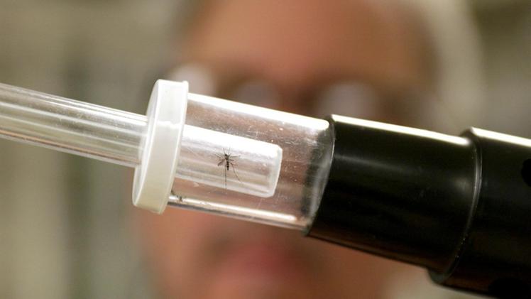 Una zanzara catturata dai ricercatori