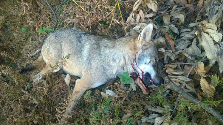 Il lupo ucciso a fucilate