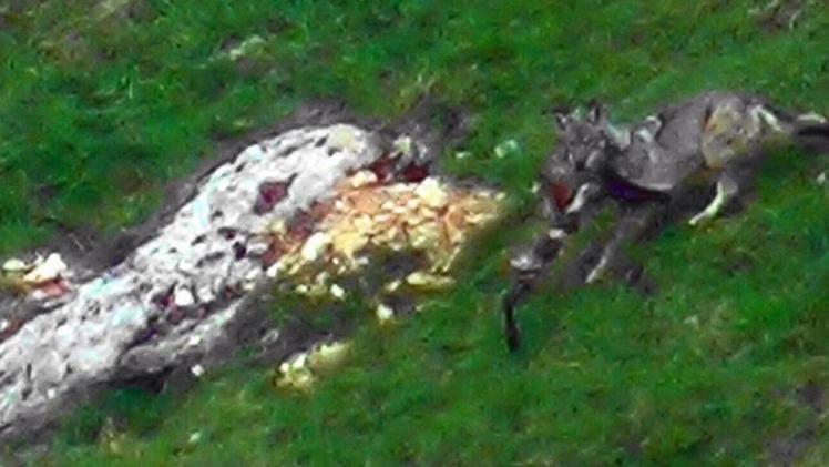 Un lupo tiene tra le zanne la sua preda: è il fermo immagine di un video girato da un cacciatore, Francesco Del Santo, nel Valon del Malera