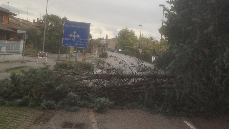 Il pino abbattuto dal vento in via Zambonina a Vigasio