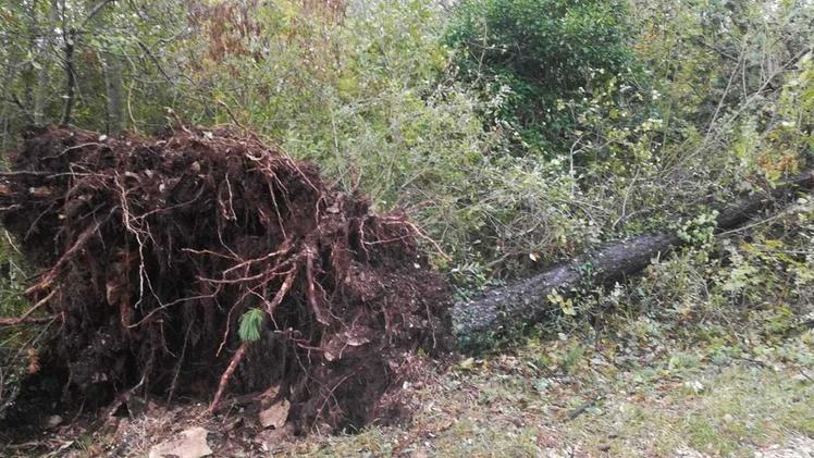 Una pianta spezzataIl sentiero della salute a San Zeno di MontagnaUn albero sradicato dalla forza del vento