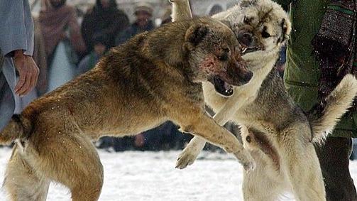 In una foto d’archivio, combattimento tra cani