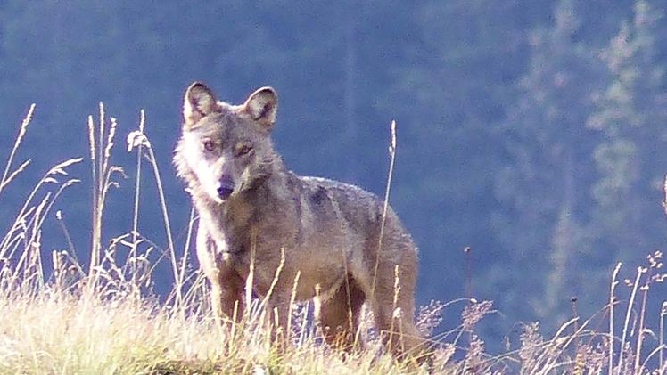 Uno dei lupi che vivono in Lessinia