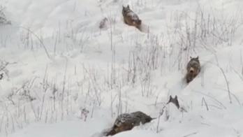 Lupi nella neve