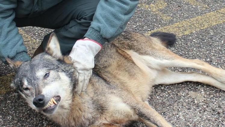 Il lupo investito in strada a Pazzon, verrà sottoposto ad autopsia