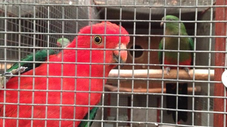 Un’operazione di blocco di importazione di pappagalli esotici maltrattati durante il viaggio