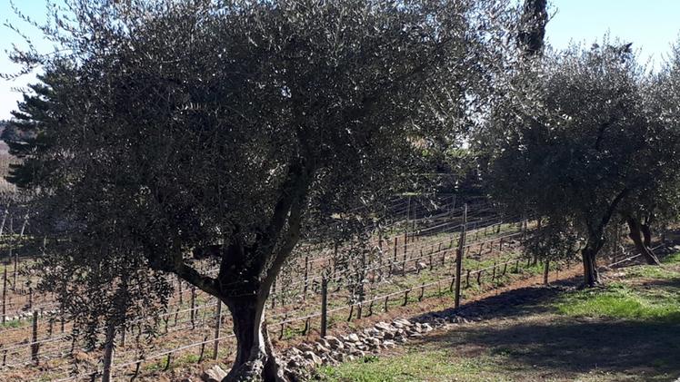 Un olivo (foto Madinelli)
