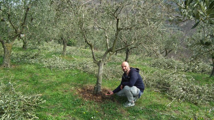 Zanfretta accanto a uno degli olivi avvelenati (Zambaldo)