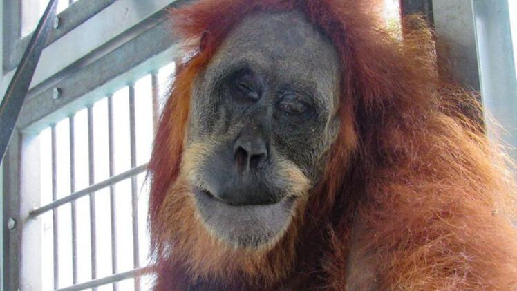L'orango ferito in Indonesia