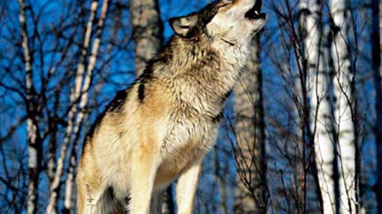Un lupo: 300 gli esemplari stimati sulle Alpi, 1.500 sugli Appennini