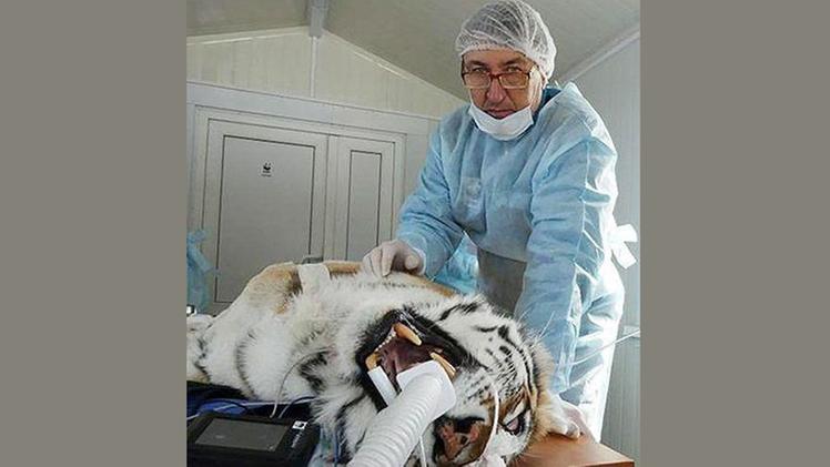 Maestosa tigre dell’Amur ferita. Foto Siberian Times