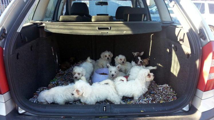 Traffico di cuccioli (foto archivio)