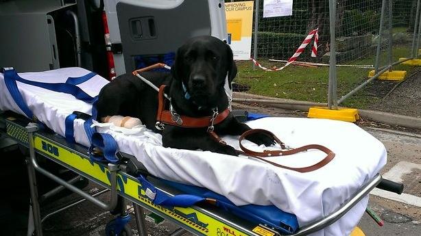 Un cane trasportato da un'ambulanza (foto archivio)