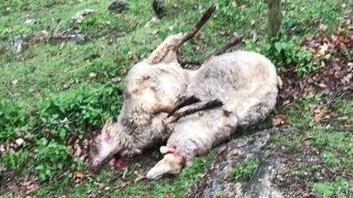 Due pecore straziate dal branco di lupi nell’azienda agricola di Badia Calavena