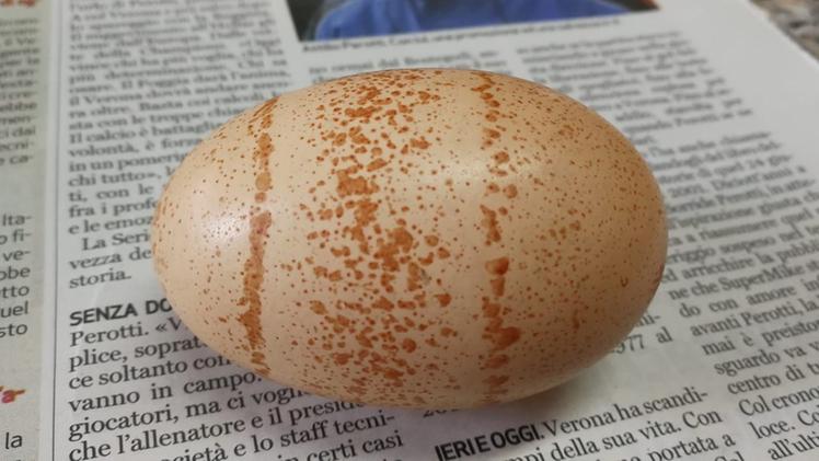 L’uovo già «decorato» apparso nel pollaio di Bionde