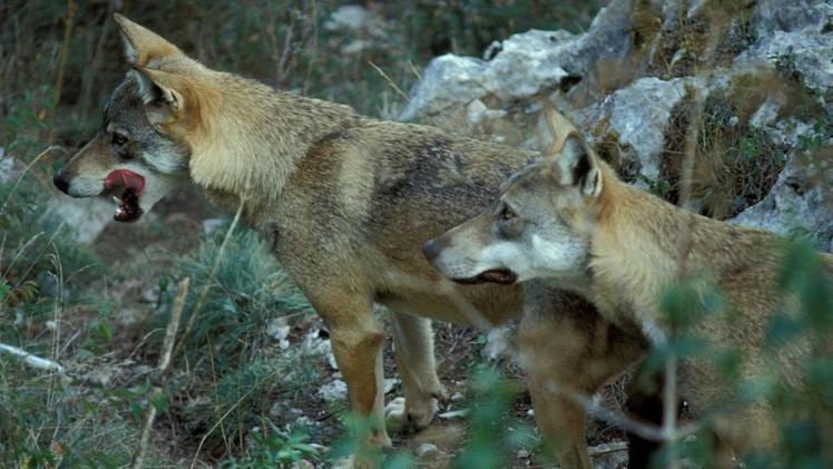 Una coppia di lupi: i predatori sono una specie protetta