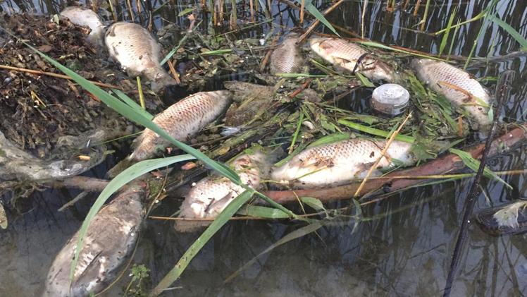 Alcuni esemplari trovati morti nel basso lago