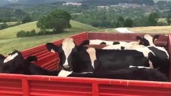 Mucche ricaricate sul trattore:  se ne tornano già in stalla a Velo
