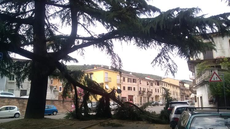 L'albero caduto ad Avesa (foto Pighi)