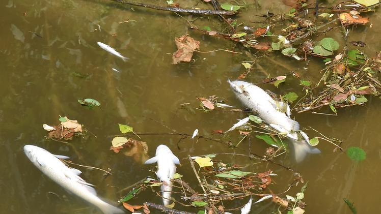Pesci morti a causa dell’acqua con i solventiVigili del fuoco al lavoro sul Guà vicino alla barriera  DIENNEFOTO