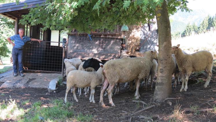 L'allevatore di Giazza con le sue pecore (Zambaldo)