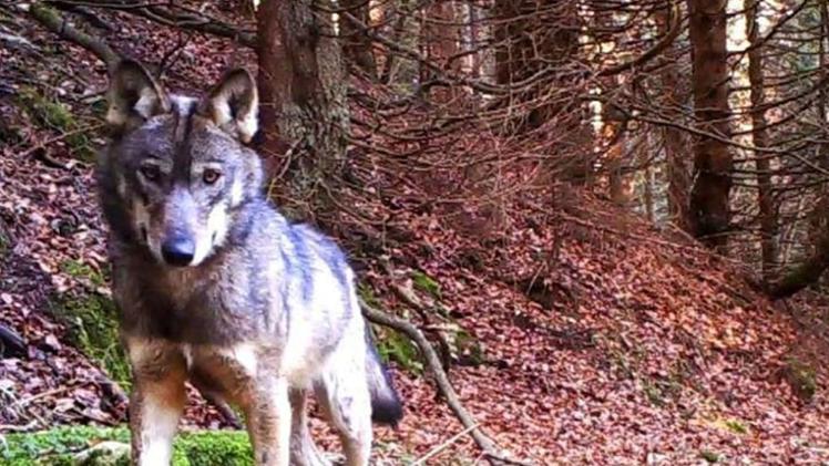 Un lupo della specie che vive in branco nei boschi della Lessinia