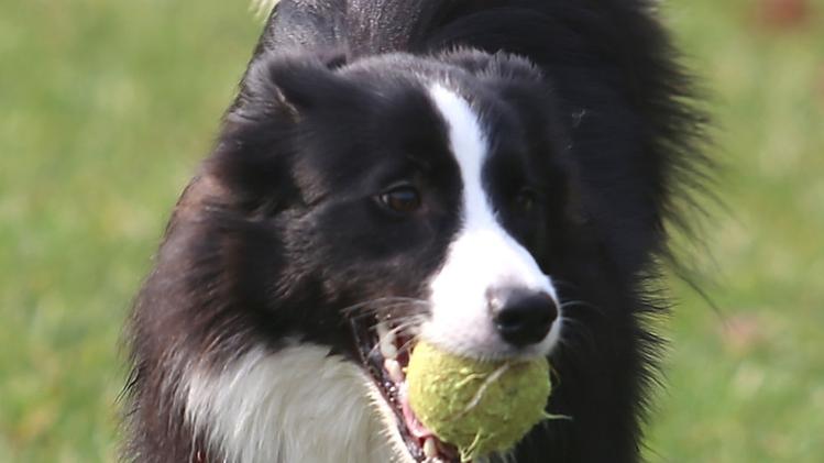 Un cane gioca con una pallina