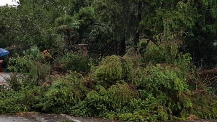 Un albero caduto sulla strada a Punta San Vigilio: la circolazione sulla Gardesana e in altre vie  è stata interrotta per ore