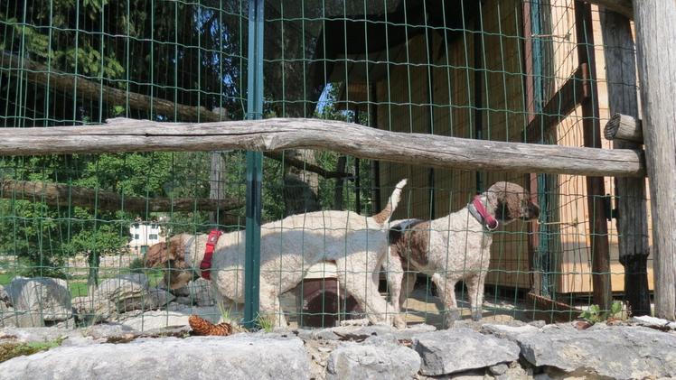 I due lagotti romagnoli Kora e Lolli nella loro casettaGiovanni Gemma con la scacciacani con la quale ha sparato per spaventare i lupiGemma con i suoi cani