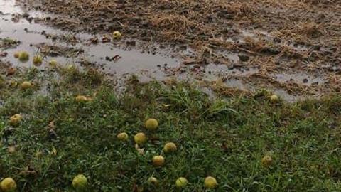 Le conseguenze della pioggia caduta a Terrazzo (foto Bubola)