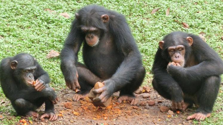 Scimpanzè al parco Natura Viva