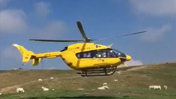 La signora ferita dalle cornate della mucca viene trasportata verso l’elicottero del 118L’elicottero decolla verso l’ospedale, sullo sfondo mucche al pascolo