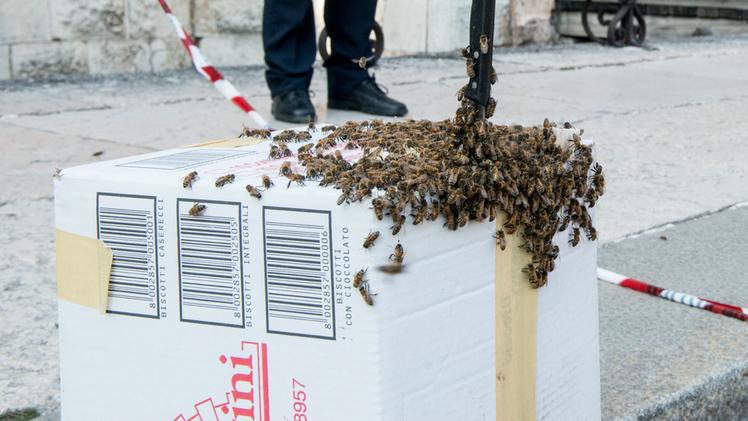 Lo sciame di api «atterrato» davanti a Castelvecchio FOTO MARCHIORI