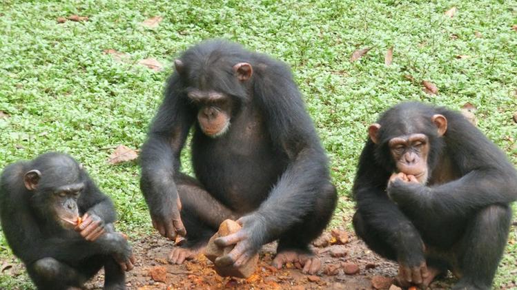 Scimpanzè del Parco Natura Viva